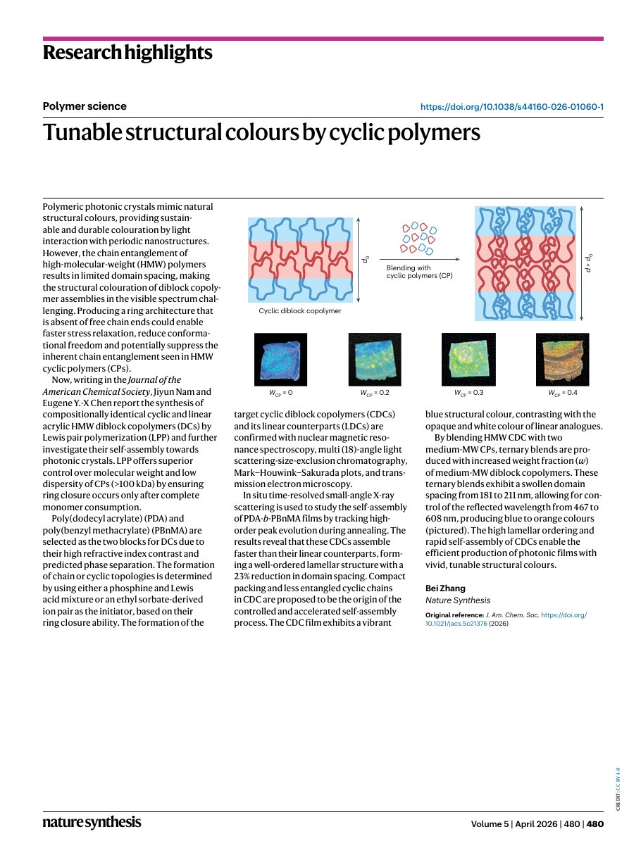 Nature Synthesis 2026 research highlight — Tunable structural colours by cyclic polymers